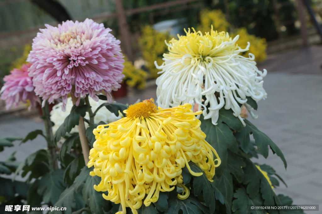 菊花
