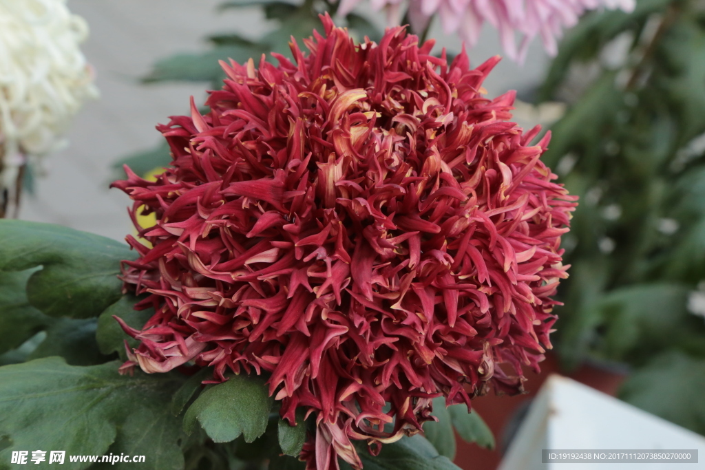 菊花