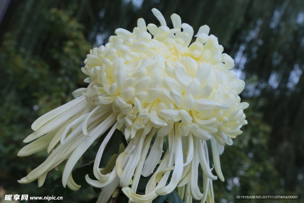 菊花