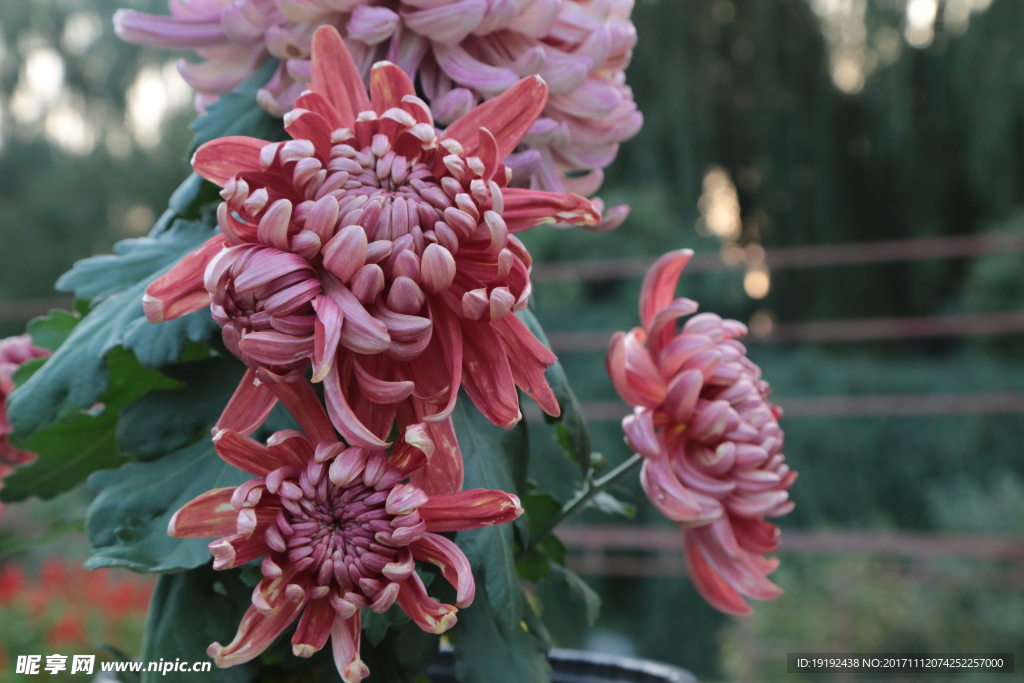 菊花