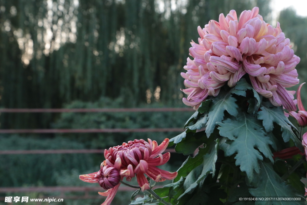 菊花