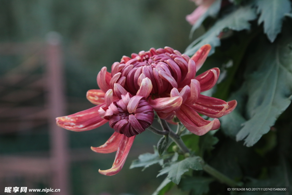 菊花