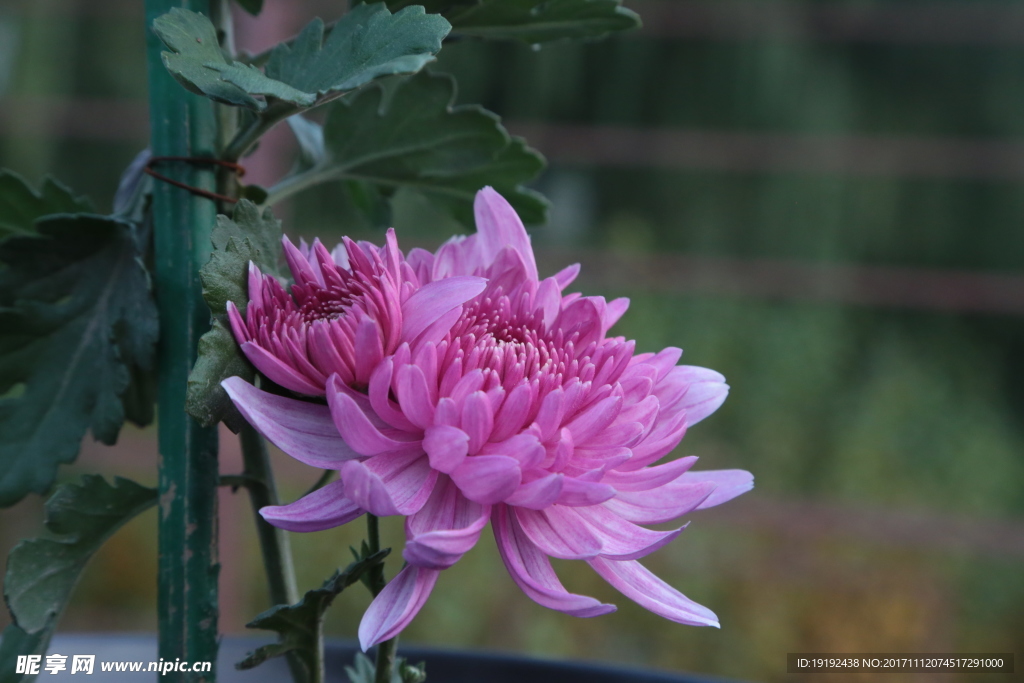 菊花