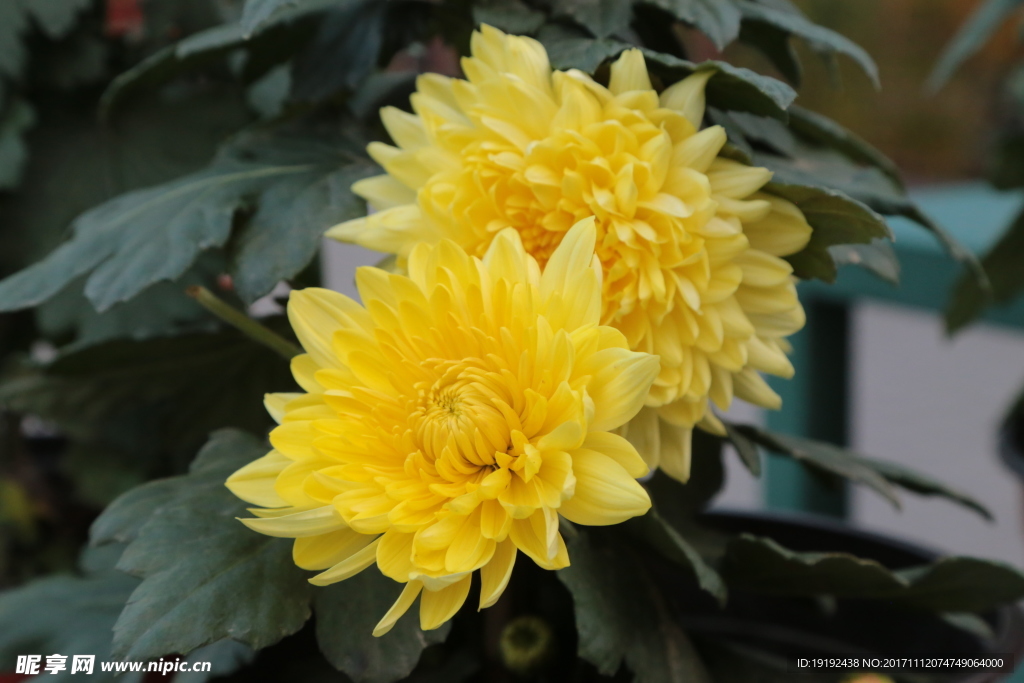 菊花