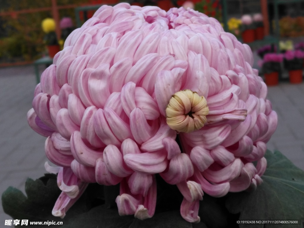 菊花