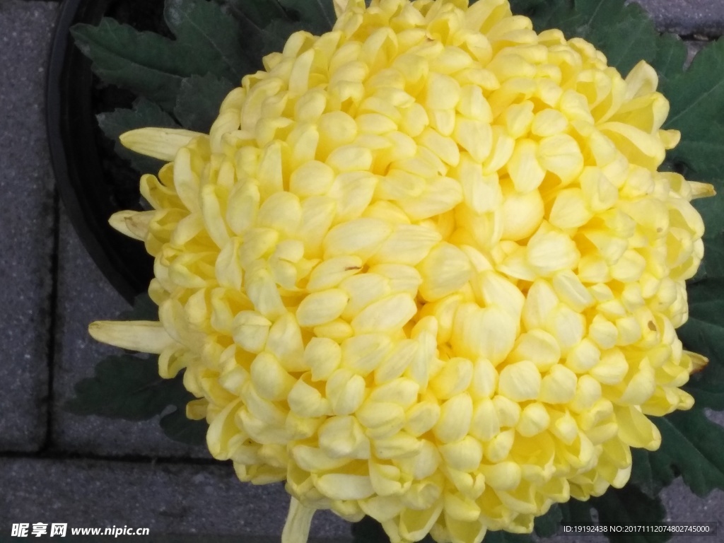 菊花