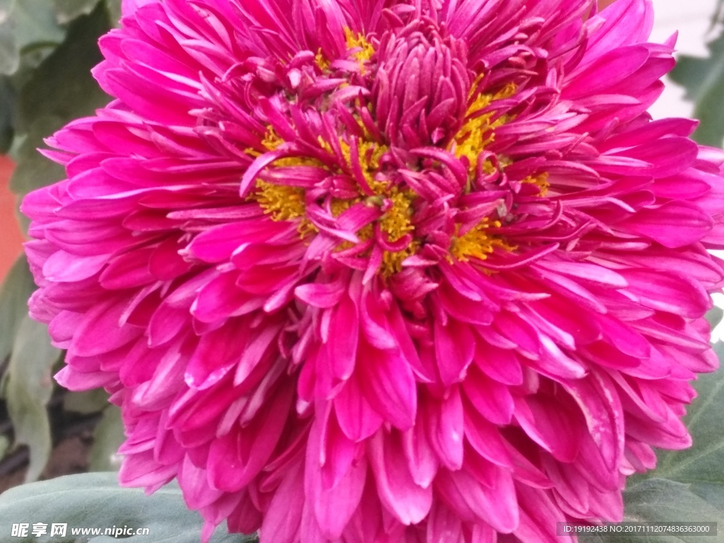 菊花
