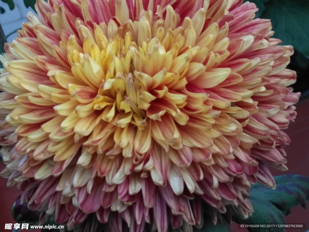 菊花