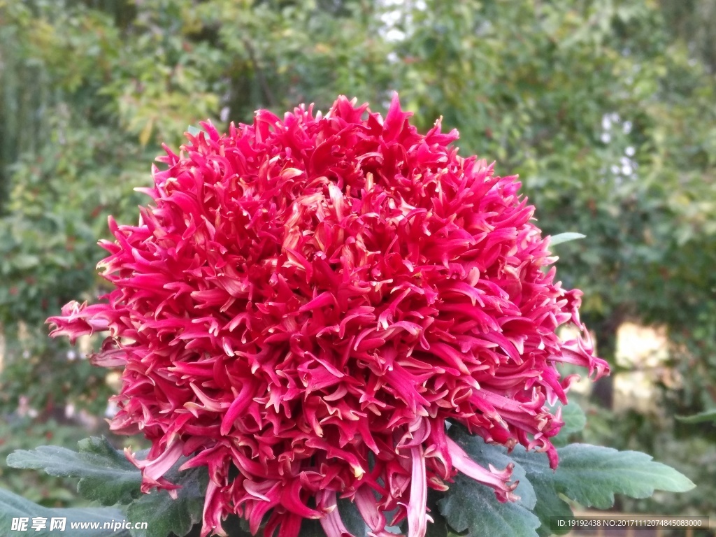 菊花