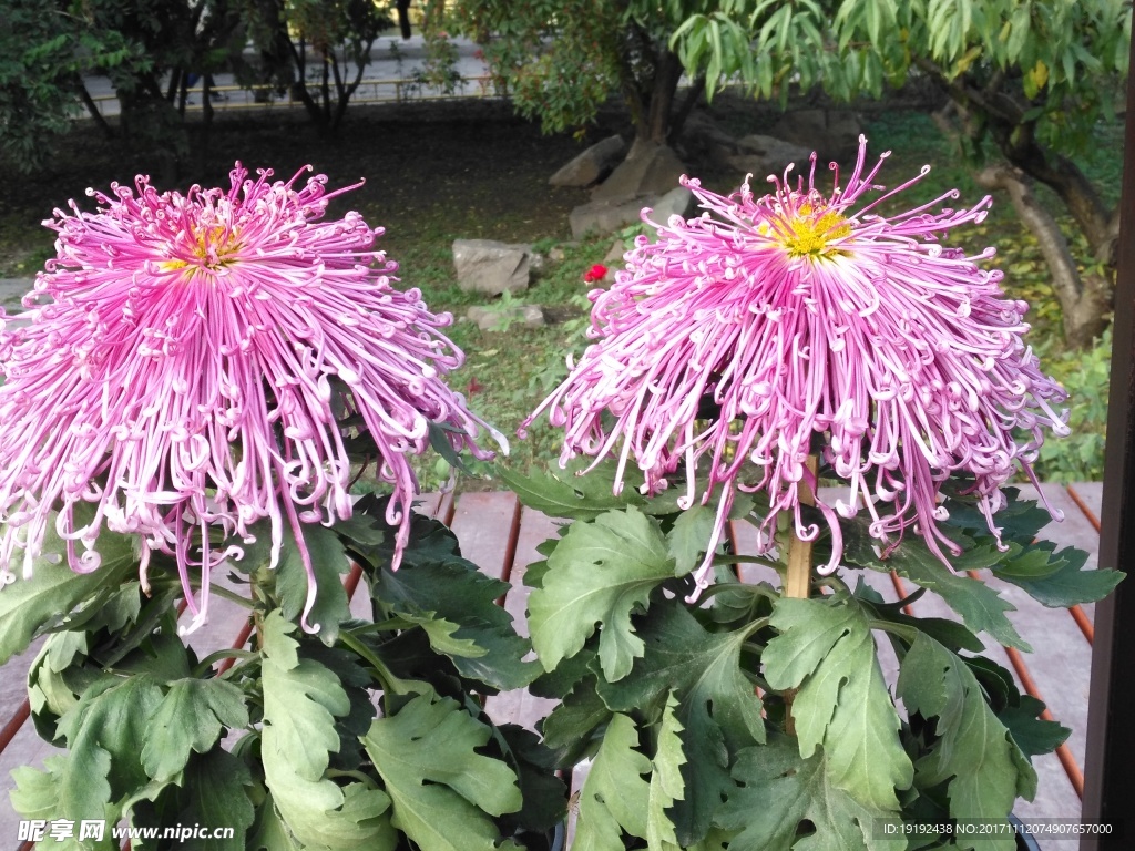 菊花