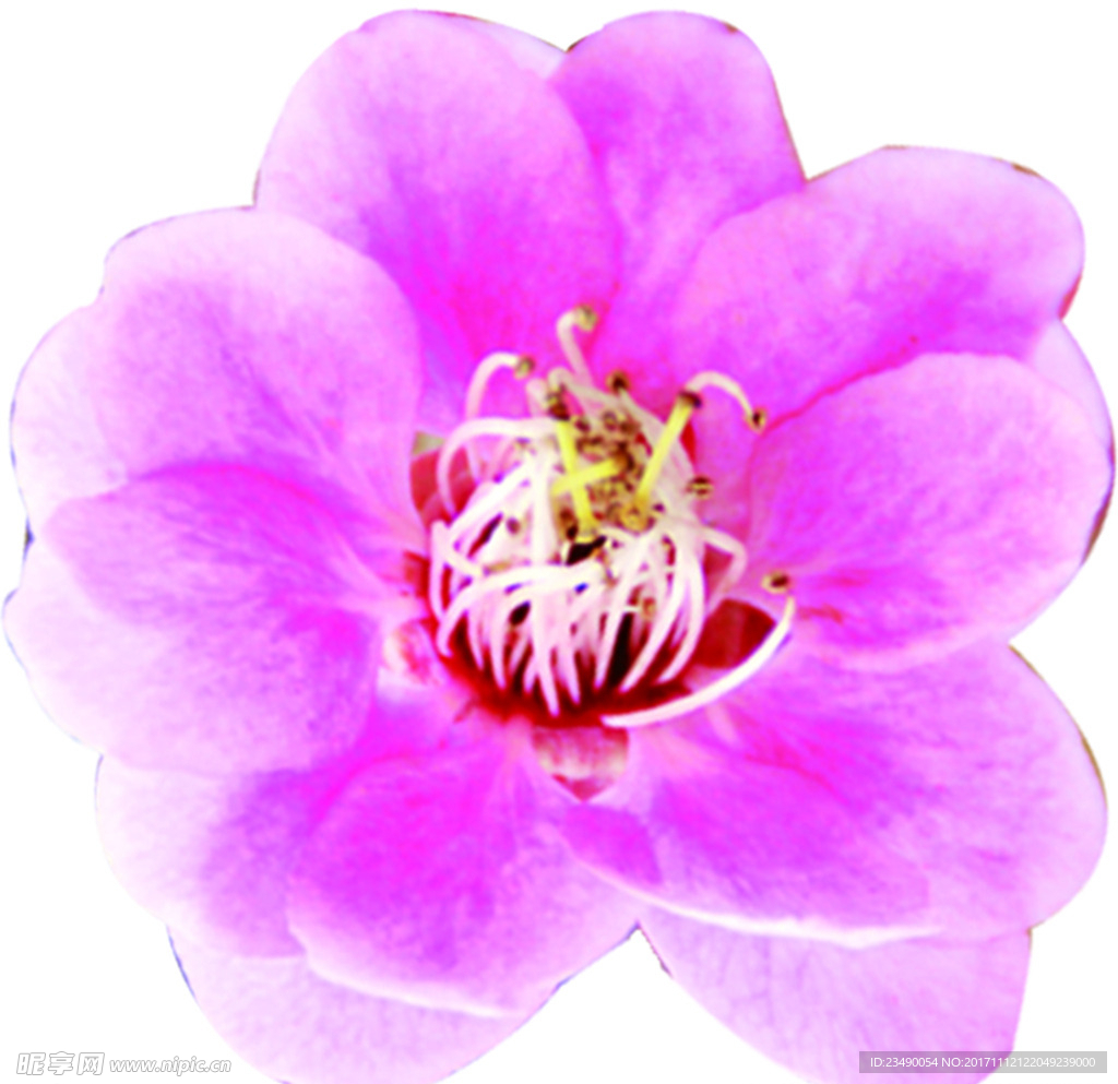 梅花