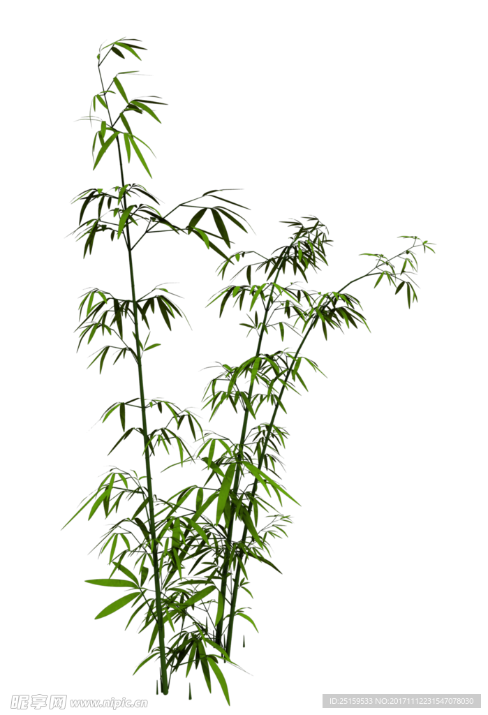 竹子