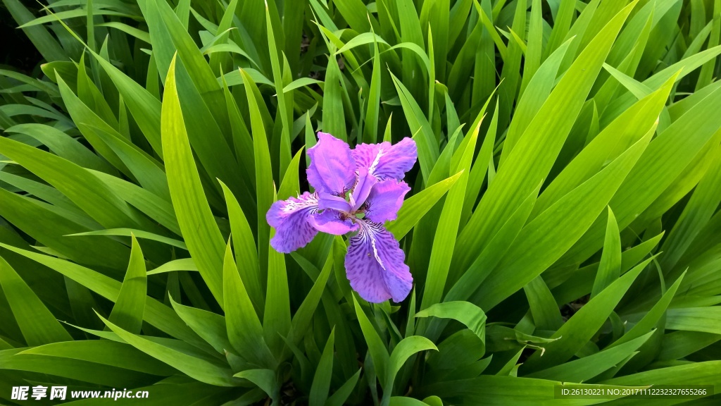 鸢尾花