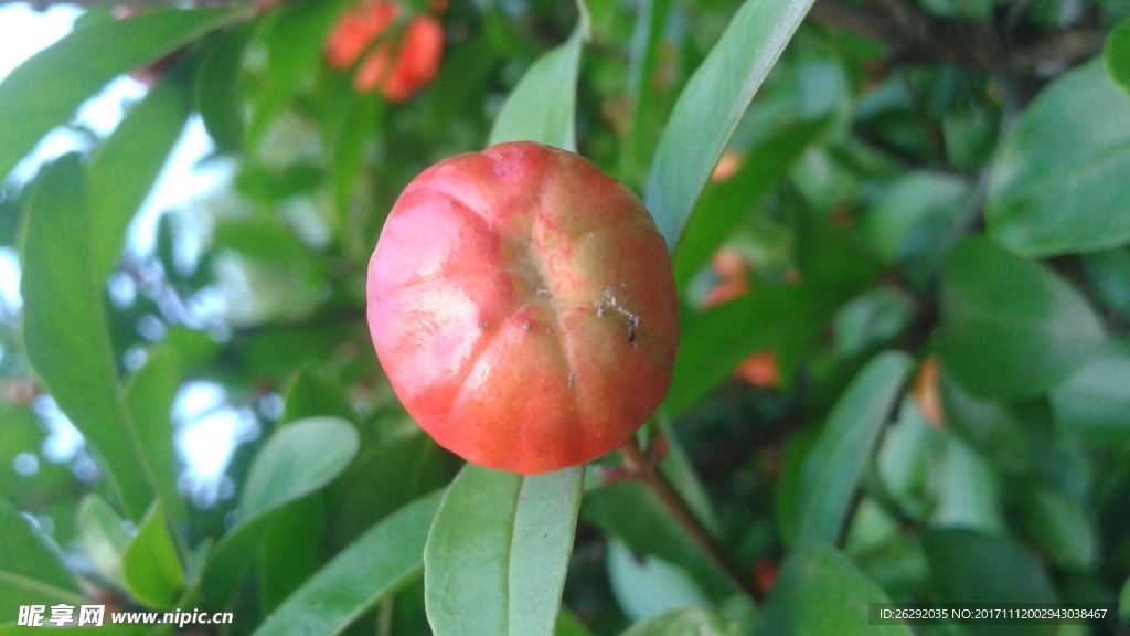 花苞