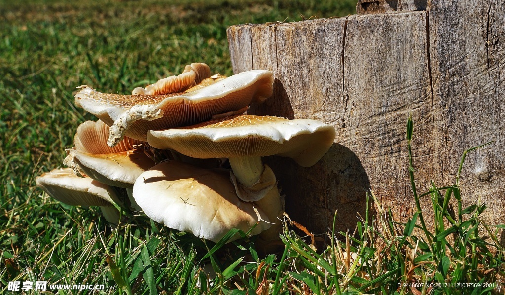 野生木材蘑菇图片