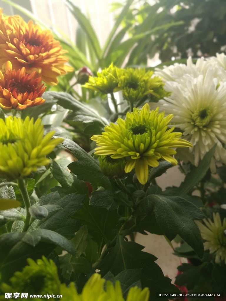 菊花