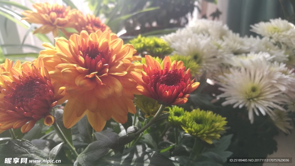 菊花