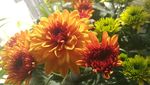 非洲菊