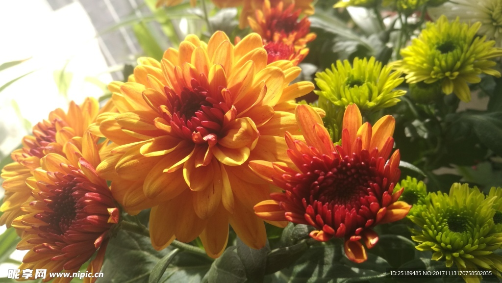 非洲菊
