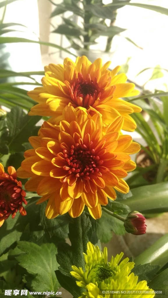 非洲菊