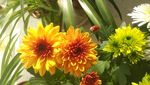 非洲菊
