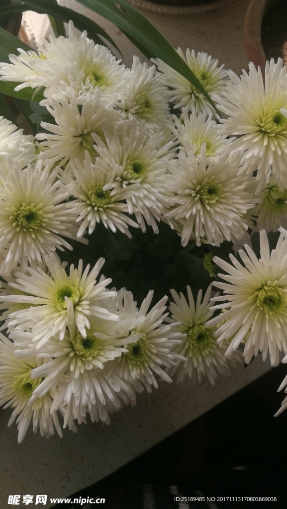 菊花
