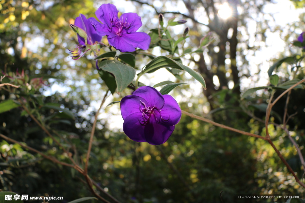 花