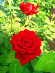 月季花