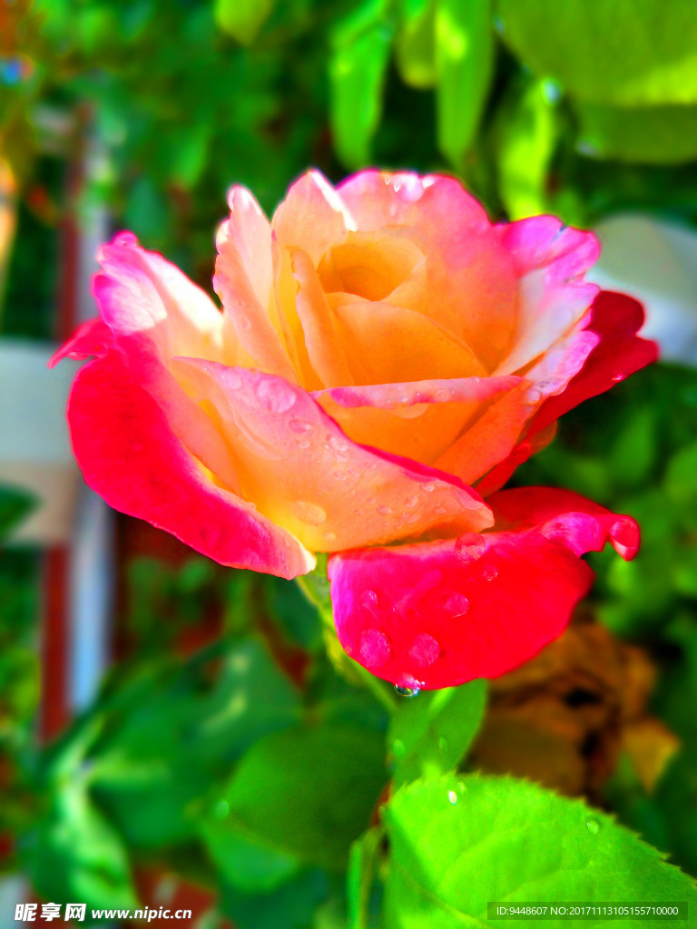 月季花