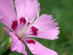 野花花卉
