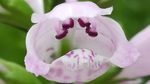 野花花卉
