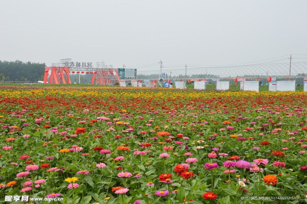 一大片花