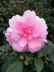 茶花