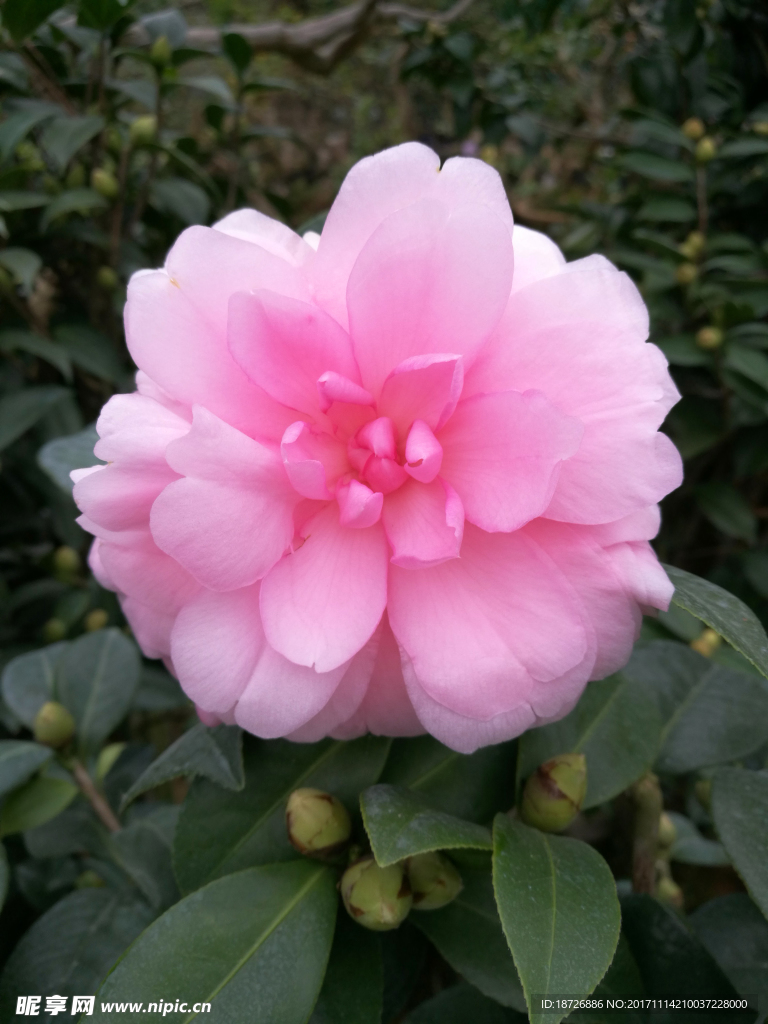 茶花