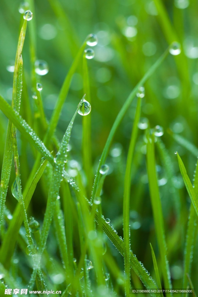 沾满露水的小草