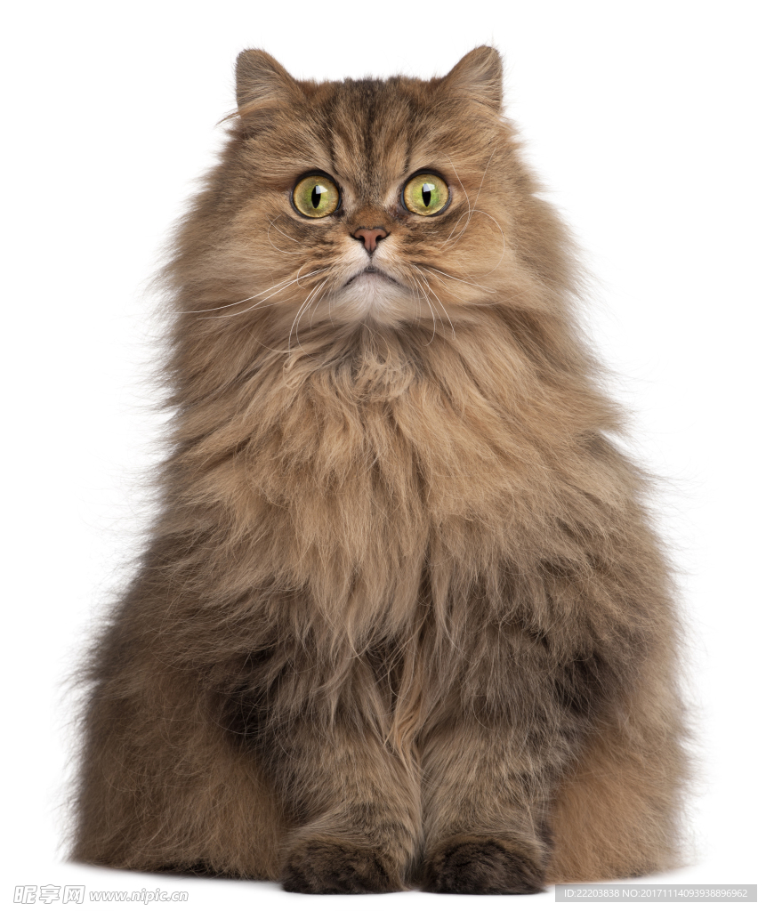 猫咪 可爱 波斯猫