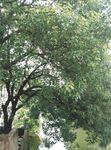 香樟树