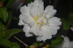 山茶花