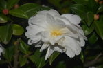 山茶花