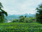 茶树