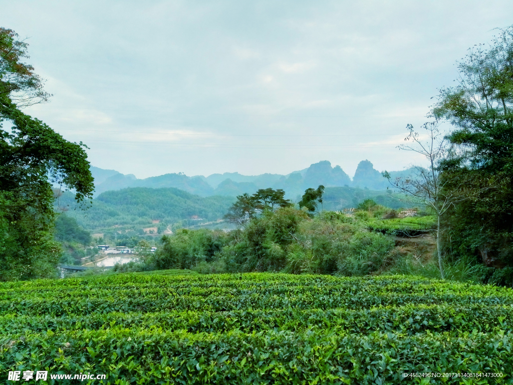茶树