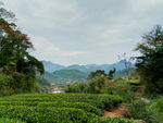 茶树