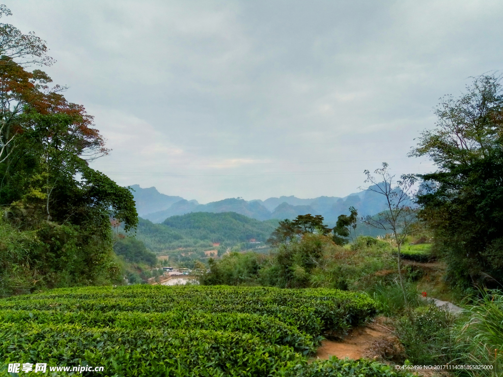茶树