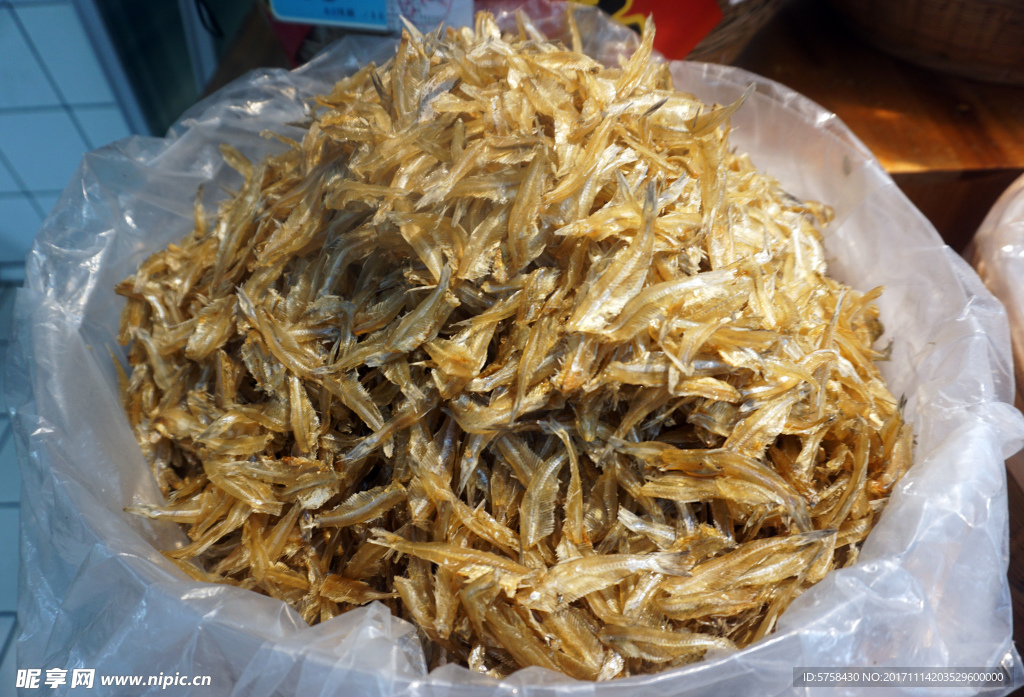 金丝鱼