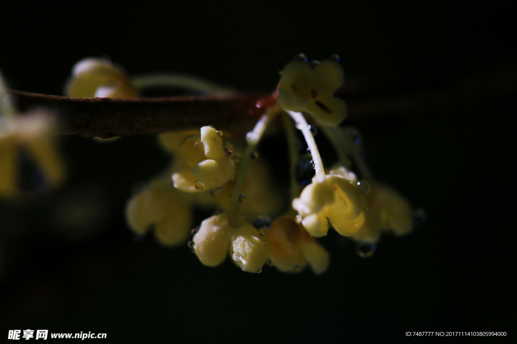 桂花泪