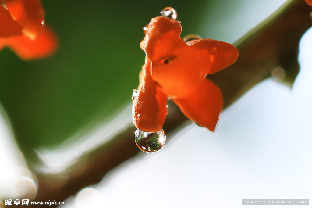 桂花泪