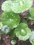 铜钱草
