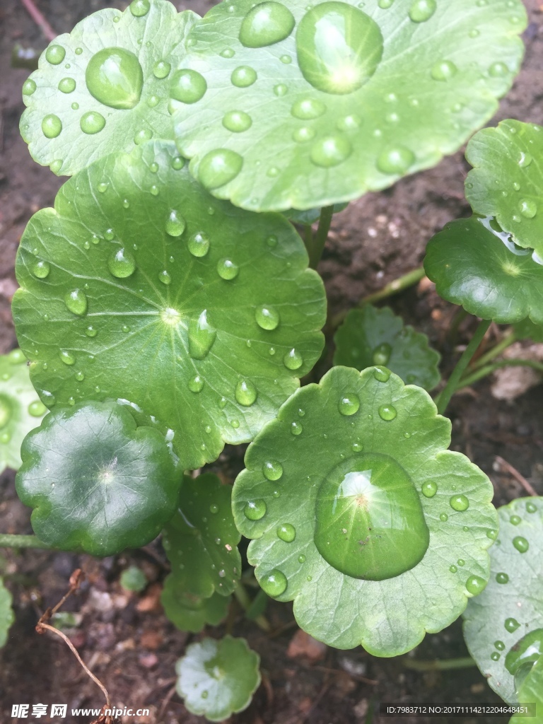 铜钱草