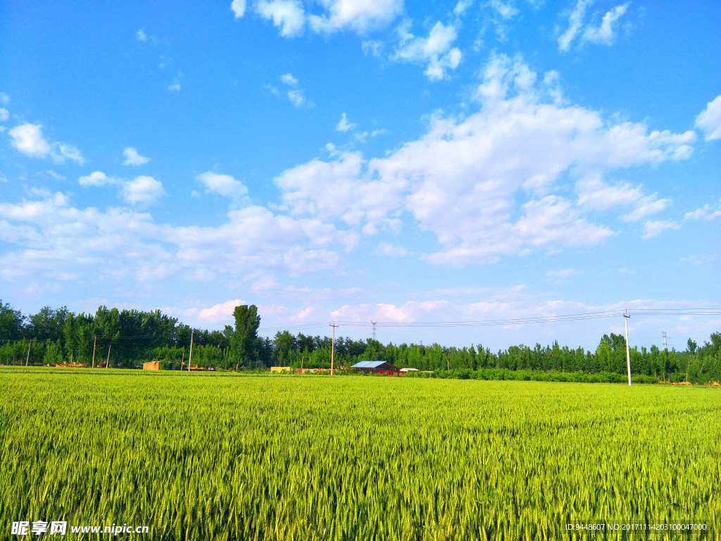 麦田风景