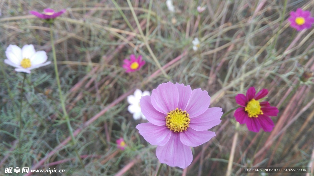 鲜艳的格桑花